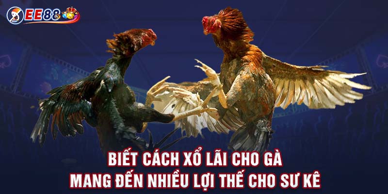 Biết cách xổ lãi cho gà mang đến nhiều lợi thế cho sư kê