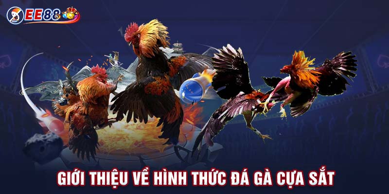 Giới thiệu về hình thức đá gà cựa sắt