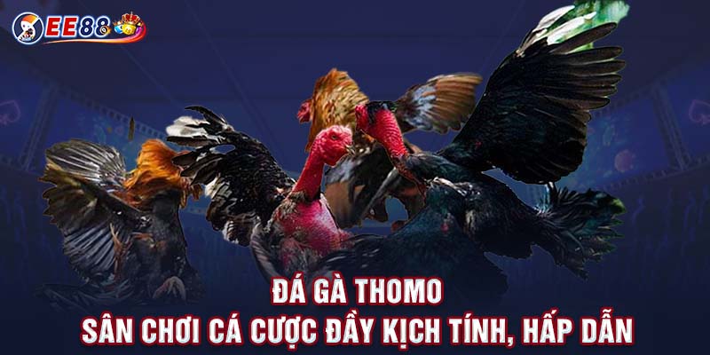 đá gà thomo