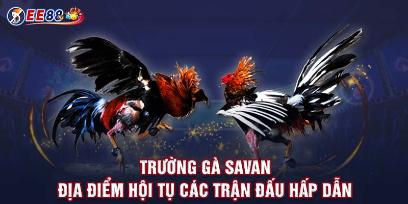 Trường Gà SaVan - Địa Điểm Hội Tụ Các Trận Đấu Hấp Dẫn