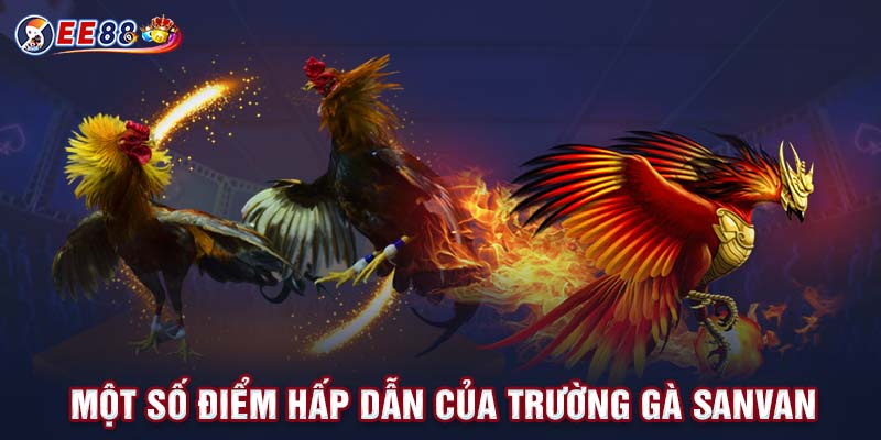 Một số điểm hấp dẫn của trường gà Sanvan