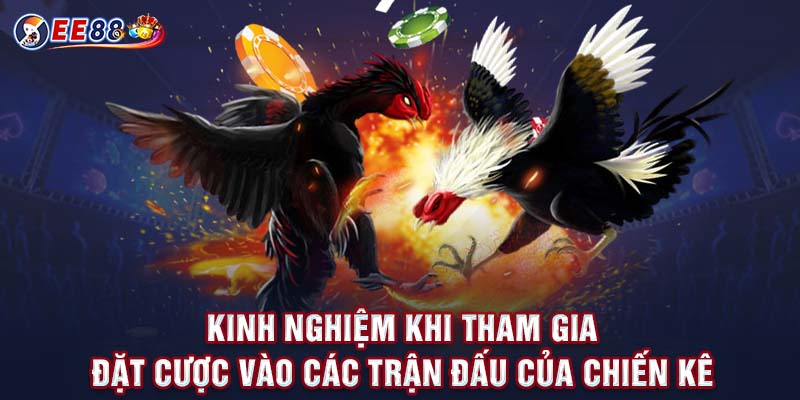 Kinh nghiệm khi tham gia đặt cược vào các trận đấu của chiến kê