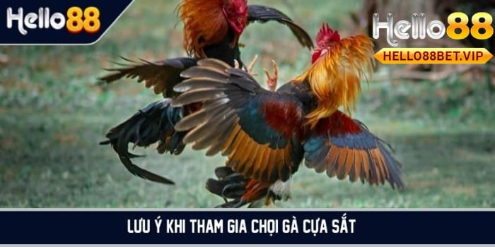 Lưu ý khi tham gia đá gà cựa sắt