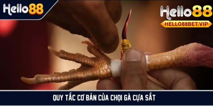 Những loại cựa tiêu biểu trong đá gà cựa sắt