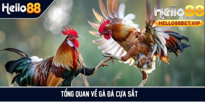 Tổng quan về gà đá cựa sắt